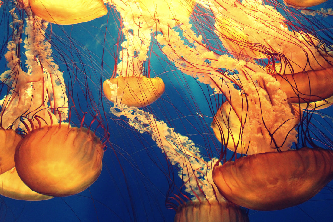 Lots of large orange jellyfish floating underwater