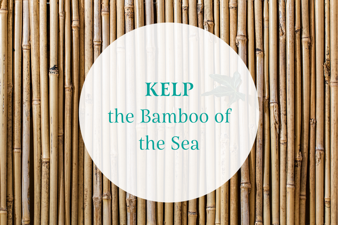 Kelp: the Bamboo of the Sea