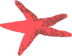 an illustration a a starfish